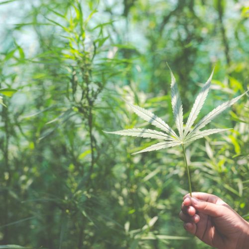Конопља – лист Hand marijuana leaves.